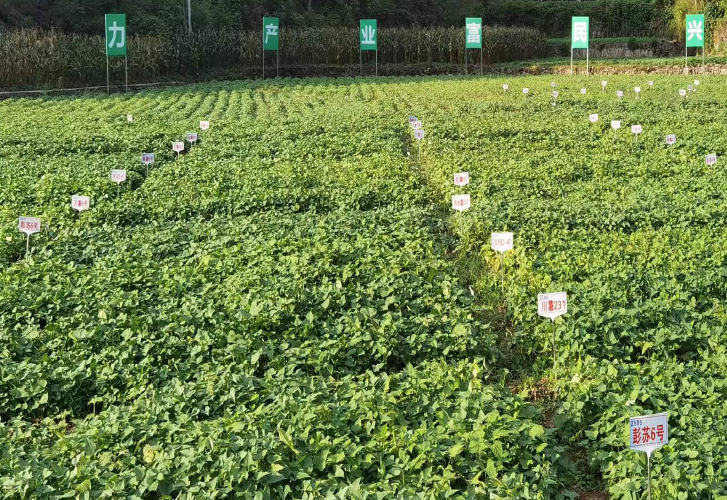 麗星水晶鮮粉生產線助力重慶彭水中國苕粉之都建設